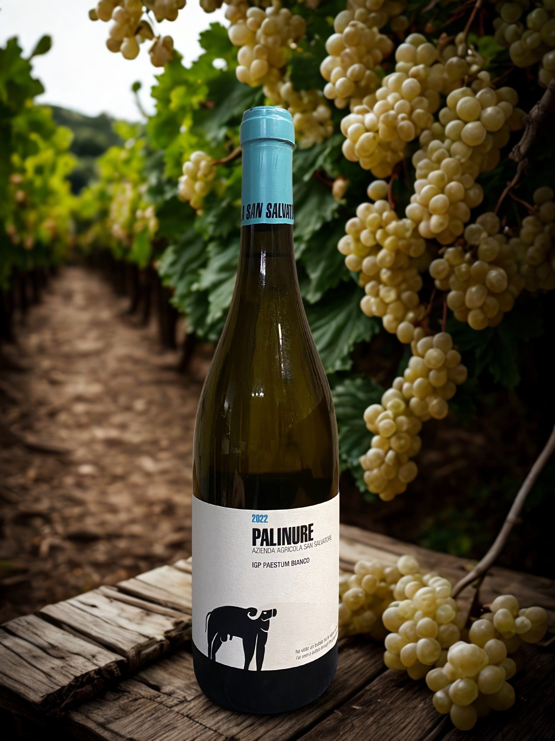 FALANGHINA PALINURE IGP 2022-SAN SALVATORE TENUTA SAN SALVATORE