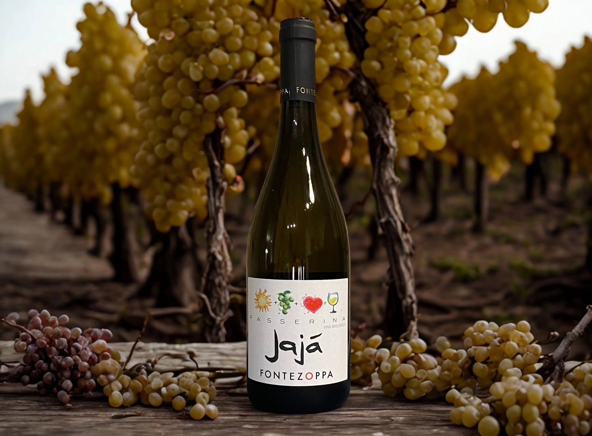 CILIEGIOLO JAJÀ-FONTEZOPPA Fontezoppa