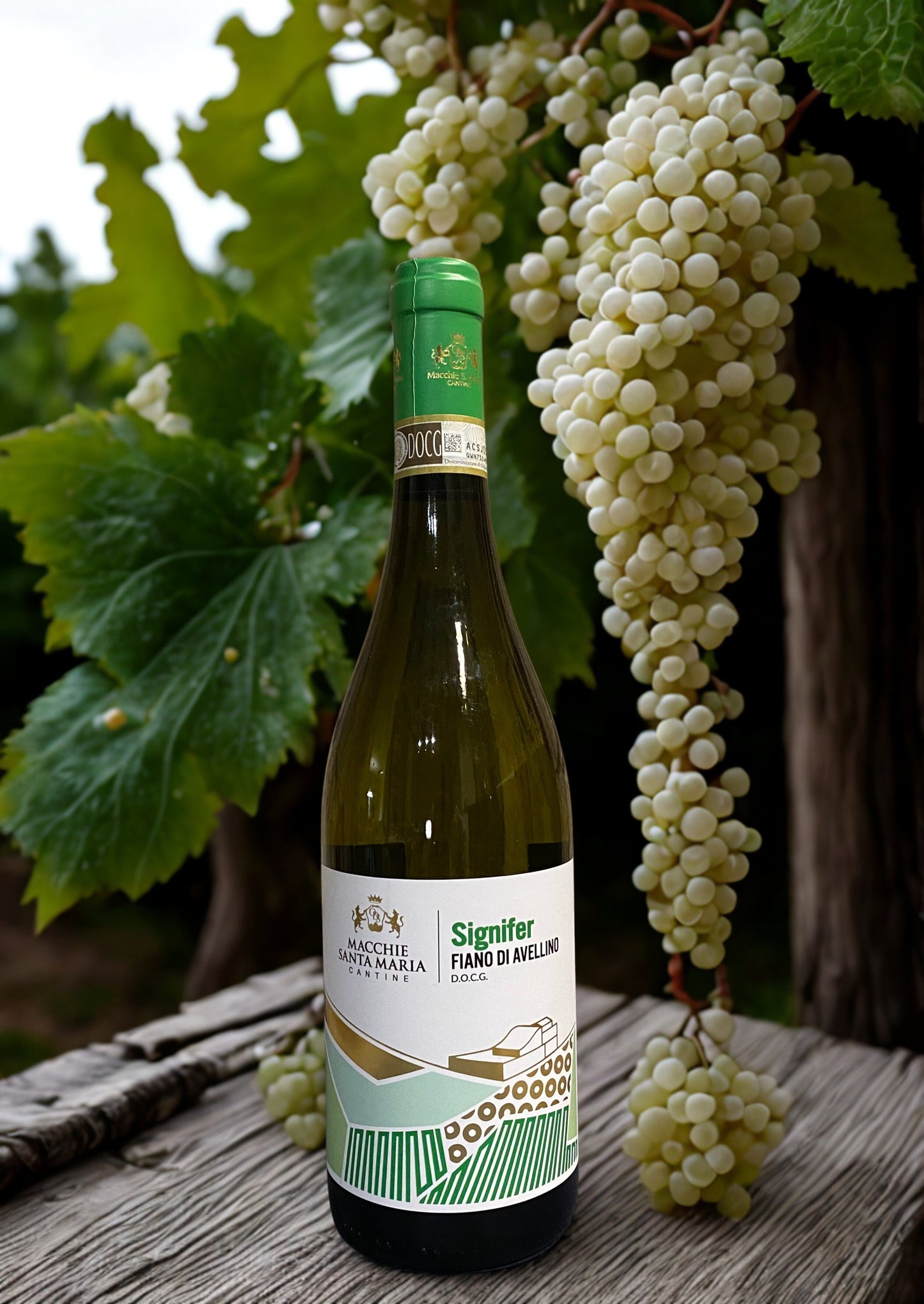 FIANO DI AVELLINO SIGNIFER 2022 DOCG MACCHIE SANTA MARIA