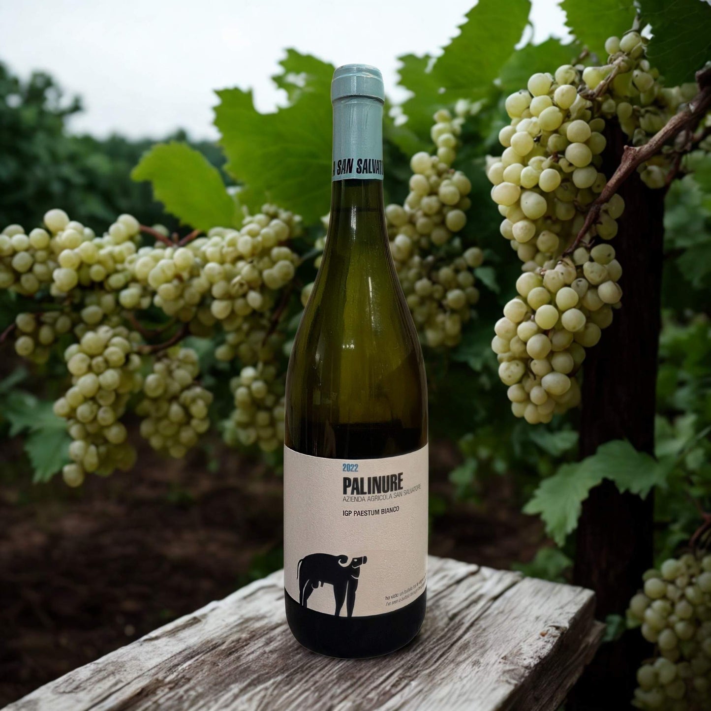 FALANGHINA PALINURE IGP 2022