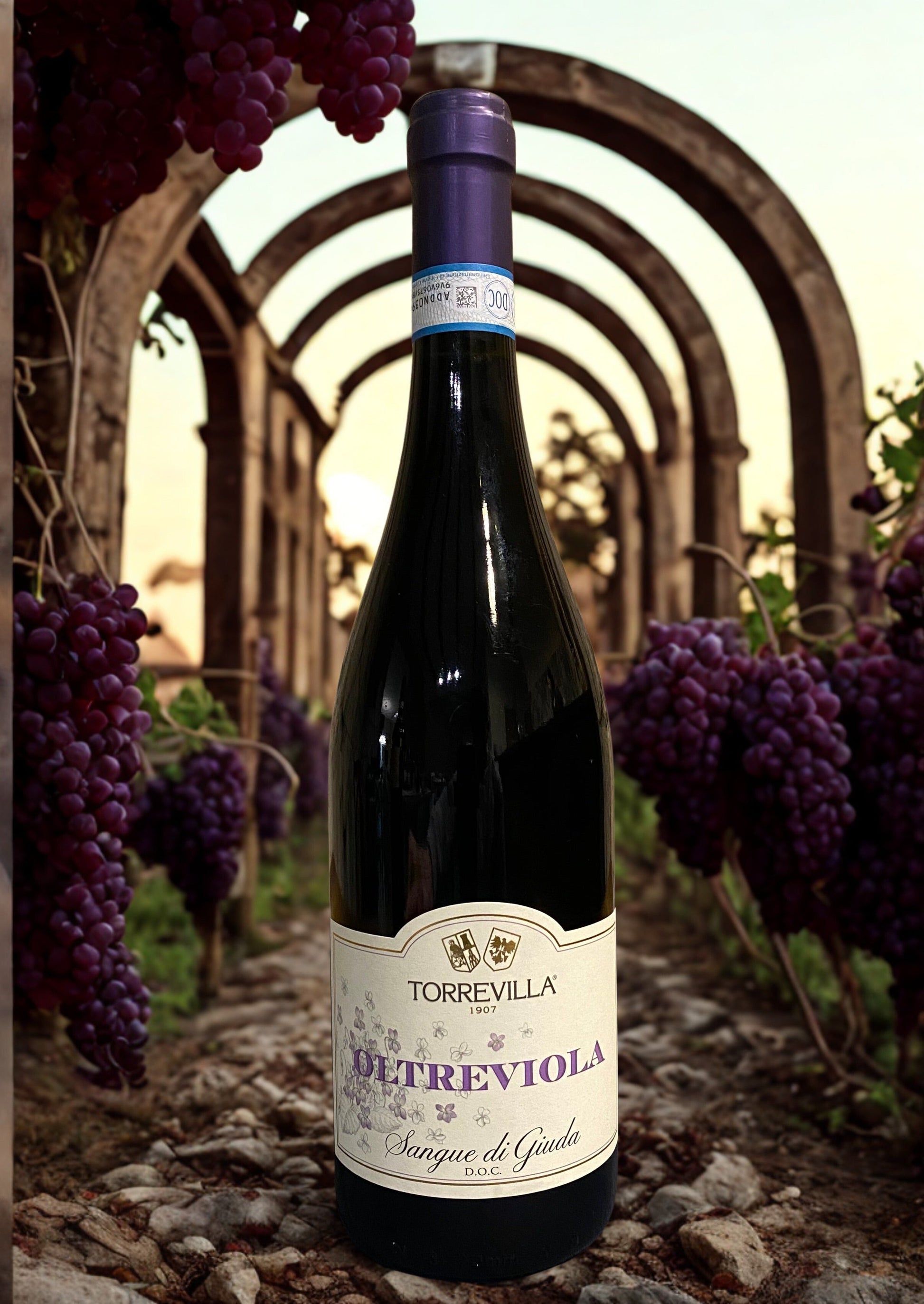 BARBERA SANGUE DI GIUDA DOC OLTREVIOLA-TORREVILLA Torrevilla