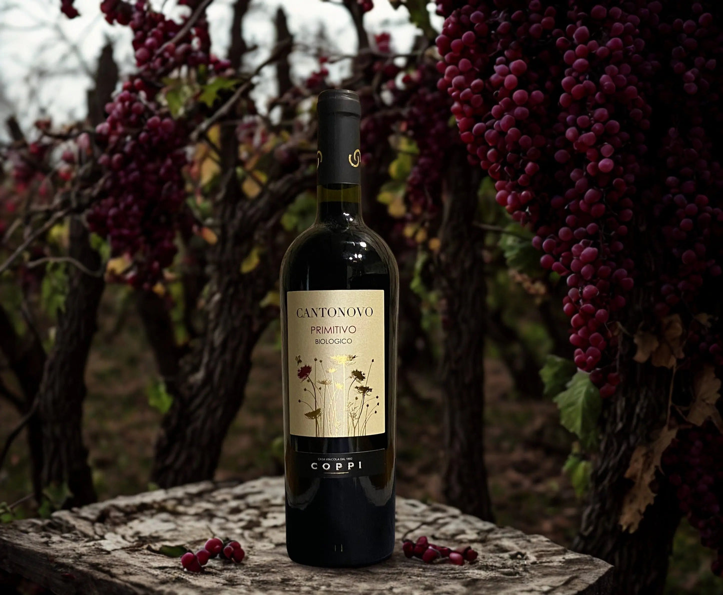 PRIMITIVO CANTONOVO BIOLOGICO I.G.P. PUGLIA-COPPI COPPI