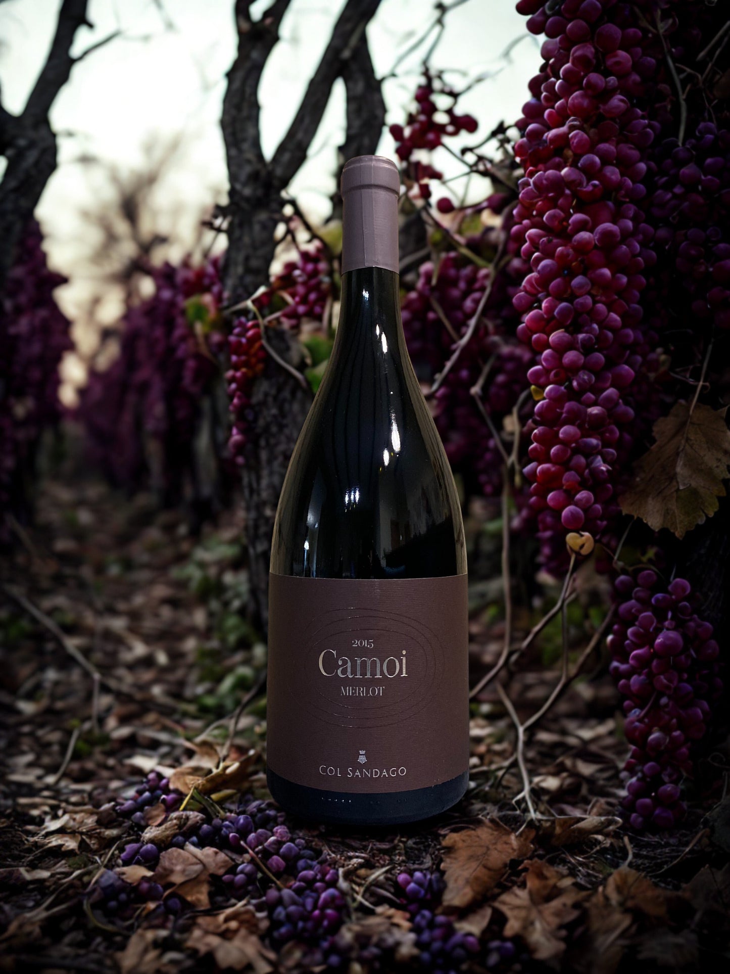 MERLOT CAMOI 2018 1,5L-COL SANDAGO Col Sandago