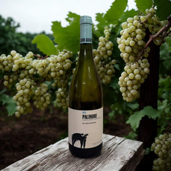FALANGHINA PALINURE g.g.A. 2022-SAN SALVATORE