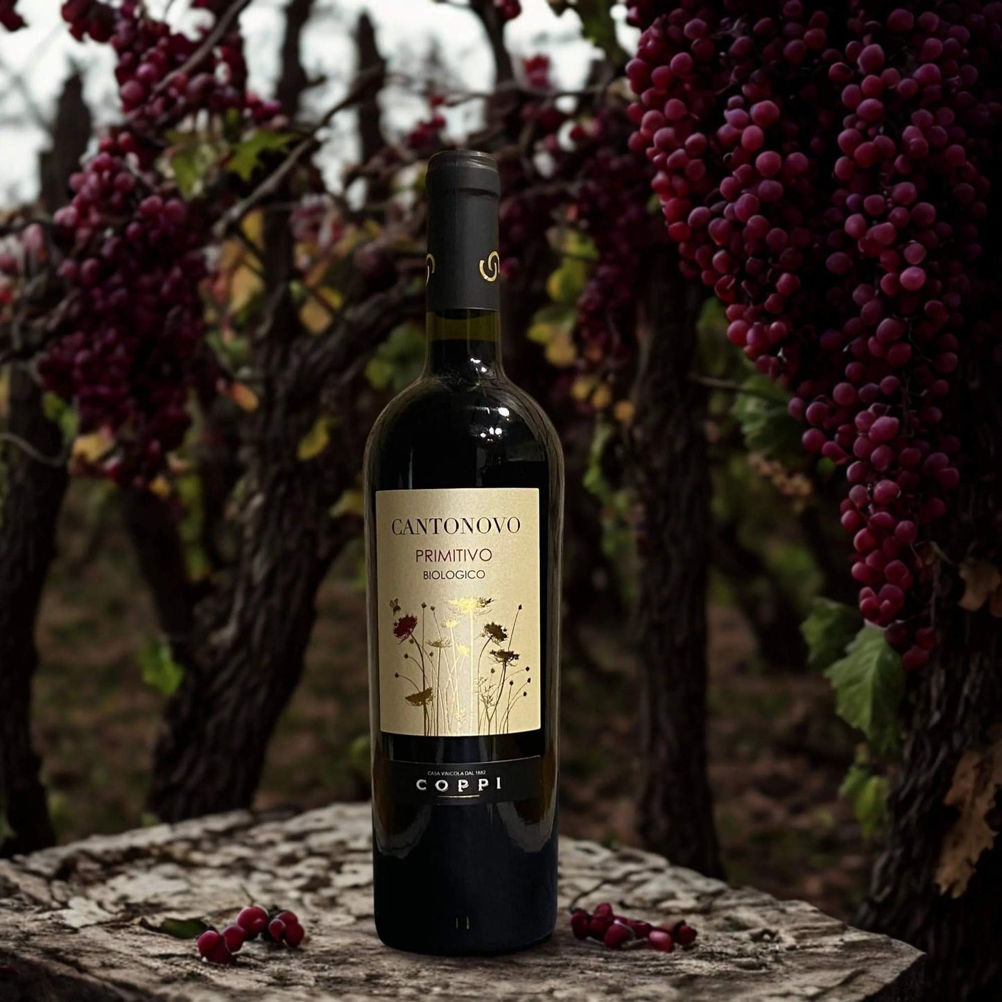 PRIMITIVO CANTONOVO BIOLOGICO I.G.P. PUGLIA
