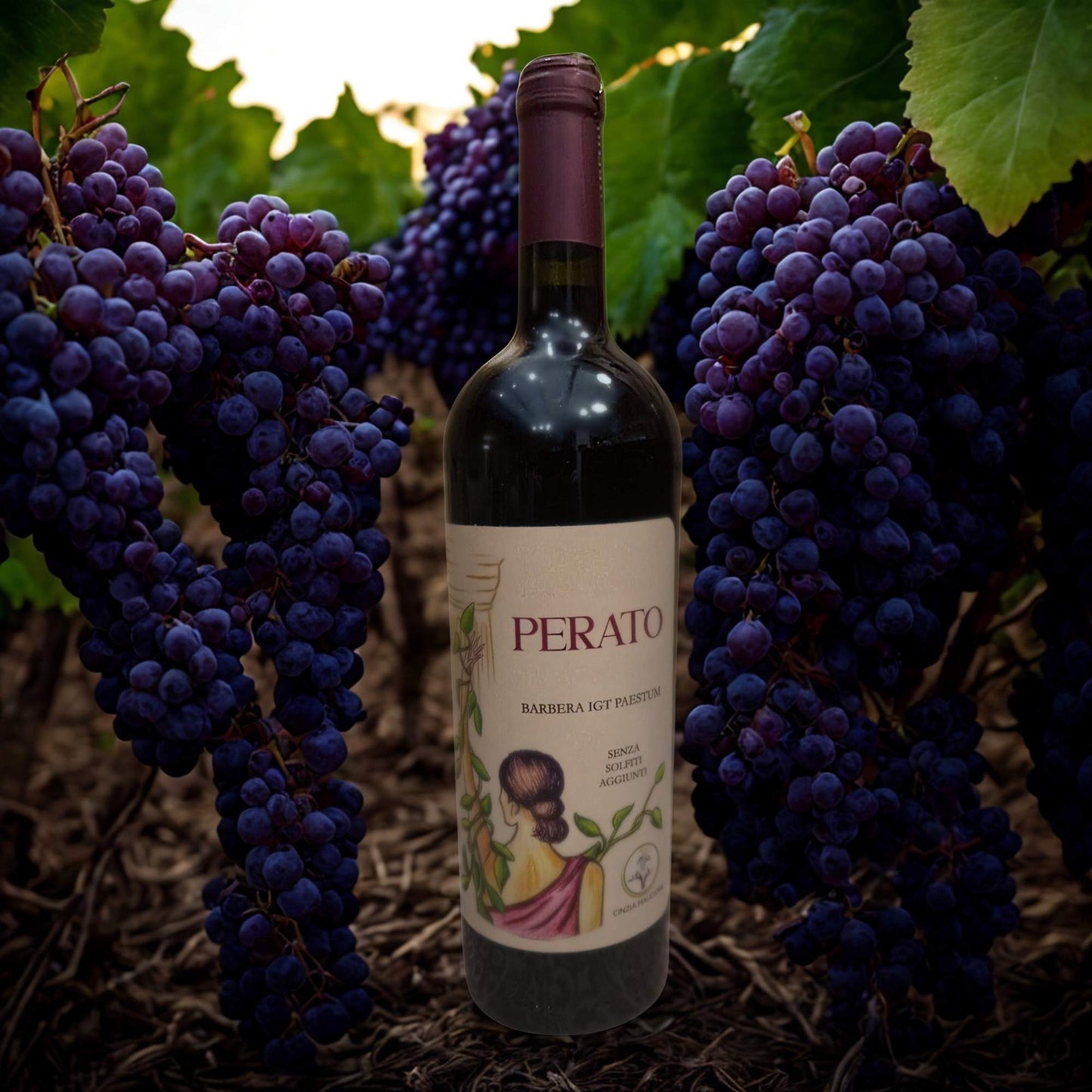 PERATO BARBERA IGT PAESTUM