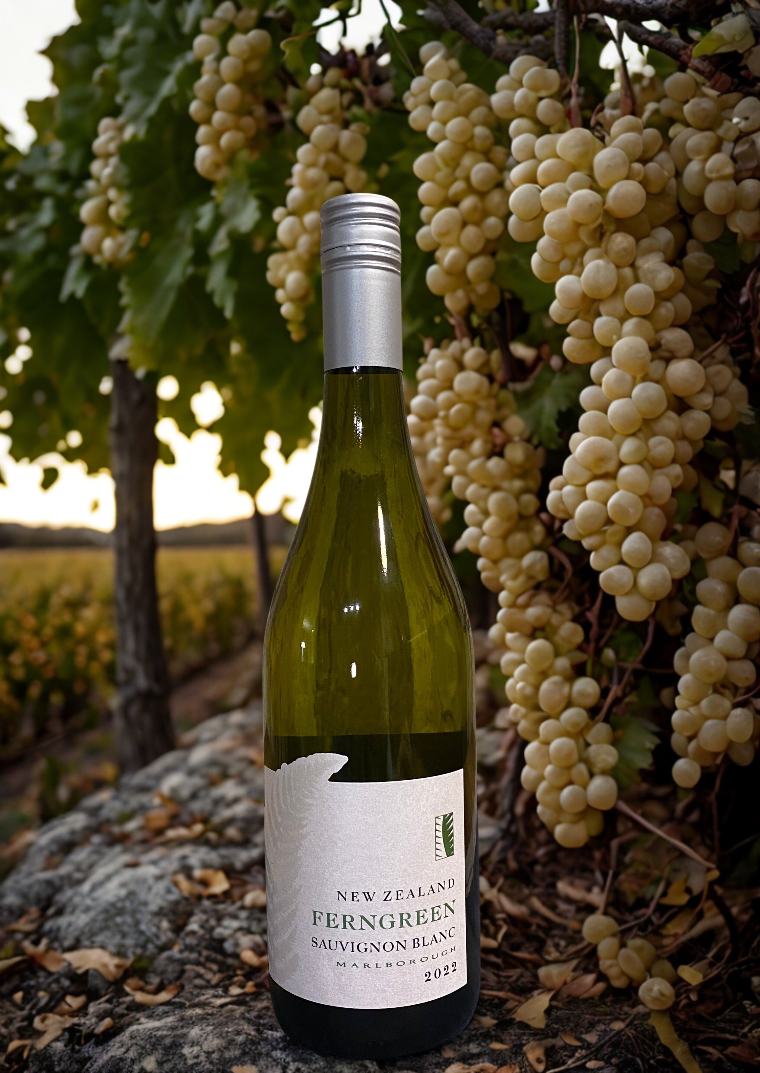 SAUVIGNON FERNGREEN  BLANC MARLBOROUGH Marisco vineyards